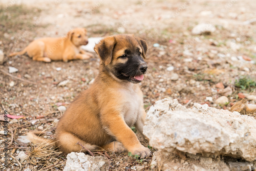 Brown stray puppies Sitting on the ground