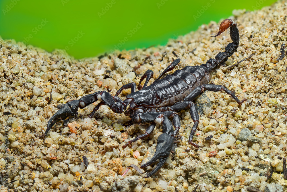 Asian Forest Scorpion on sand in tropical garden Asian Forest Scorpion on sand in tropical garden