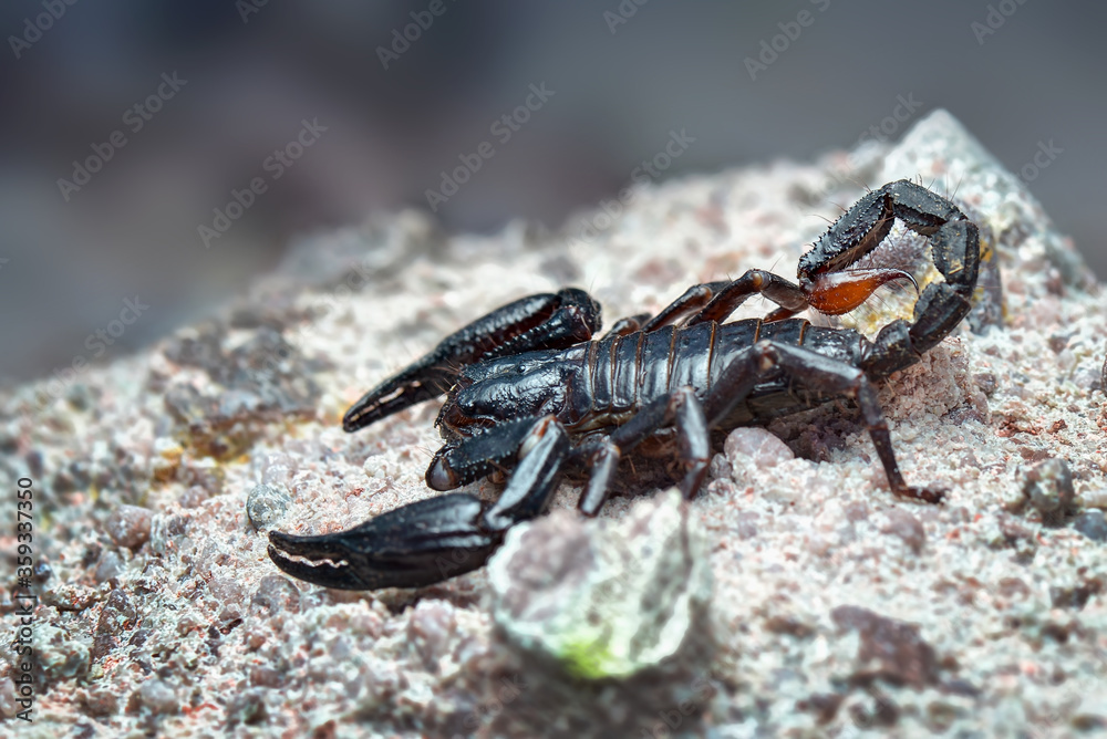 Fototapeta premium Asian Forest Scorpion on sand in tropical garden 