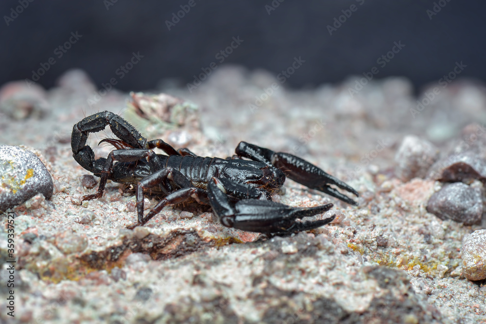 Fototapeta premium Asian Forest Scorpion on sand in tropical garden
