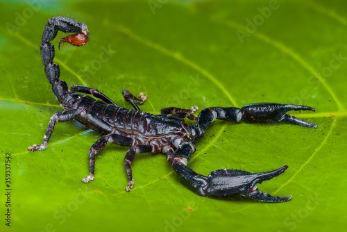 Asian Forest Scorpion on leafs in tropical garden 