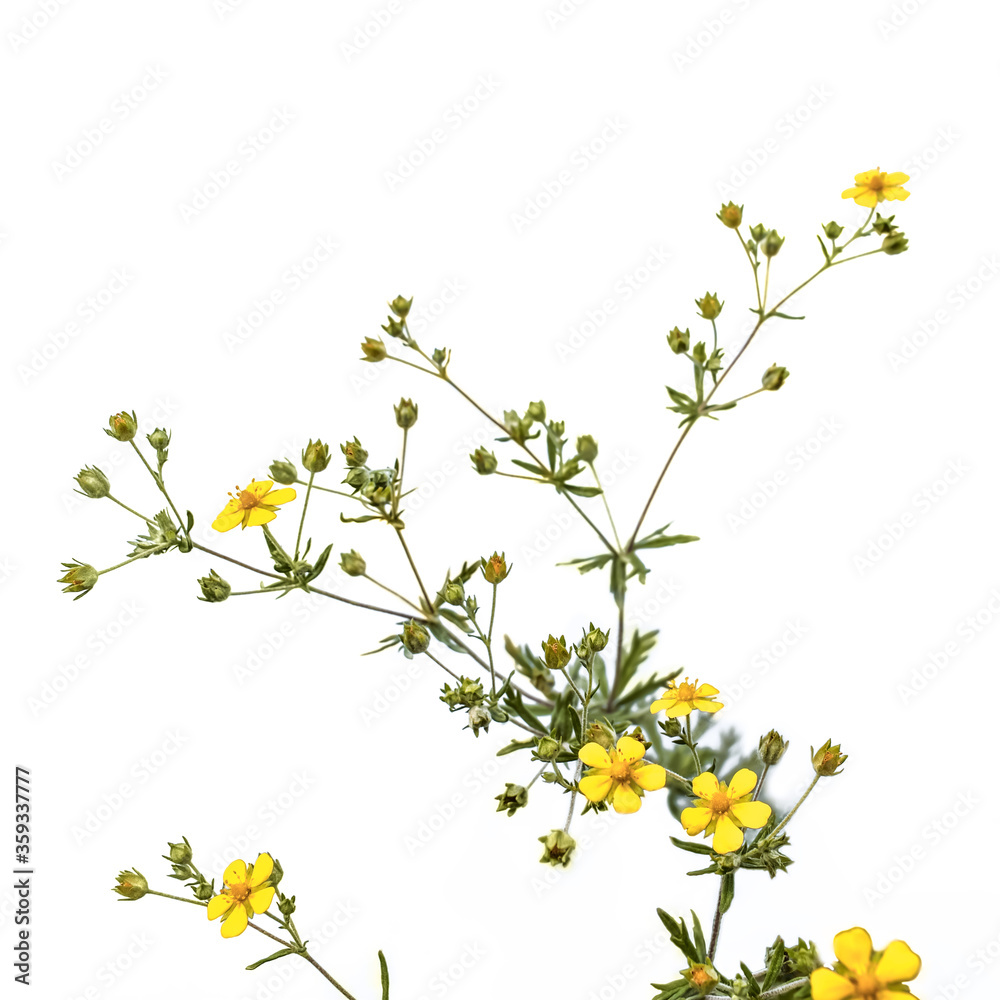 Potentilla argentea plant with yellow five-petalled flowers, isolated on white background. Flowering sprig of meadow weed in green buds and leaves close-up