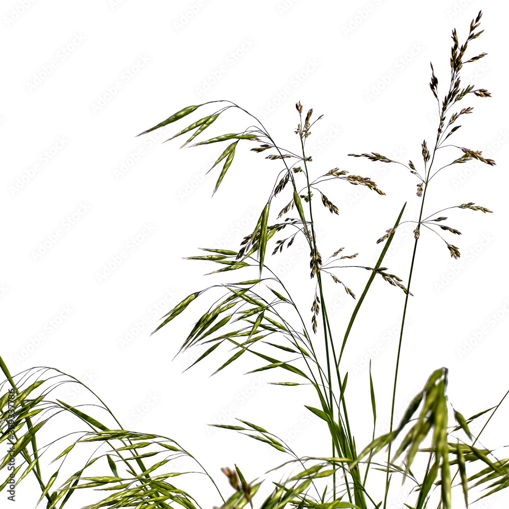 Naklejka premium Łodygi trawy łąkowej Bromus secalinus i Poa pratensis, na białym tle. Dzika trawa łąkowa z zielonymi i brązowymi kłoskami