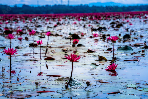 Water Lily flowers in water