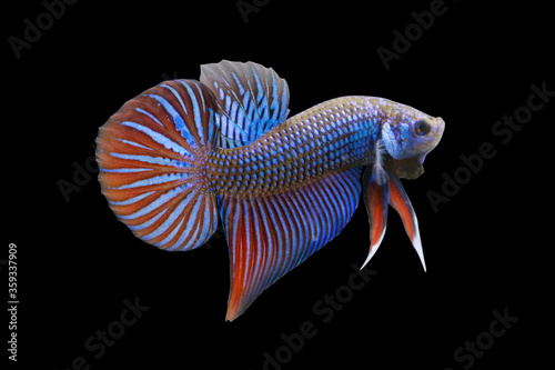 Betta Wild Mahachaiensis Blue Male or Plakat Fighting Fish Splendens on Black Background. photo