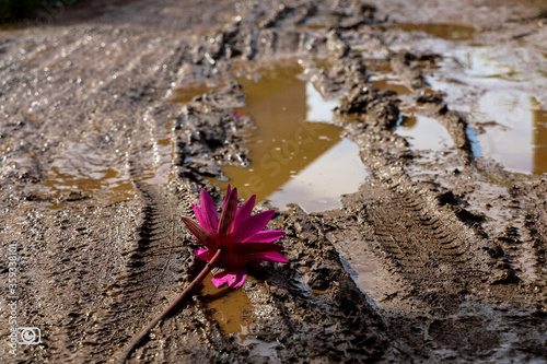 Fallen Beauty - Water Lily flower in the mud