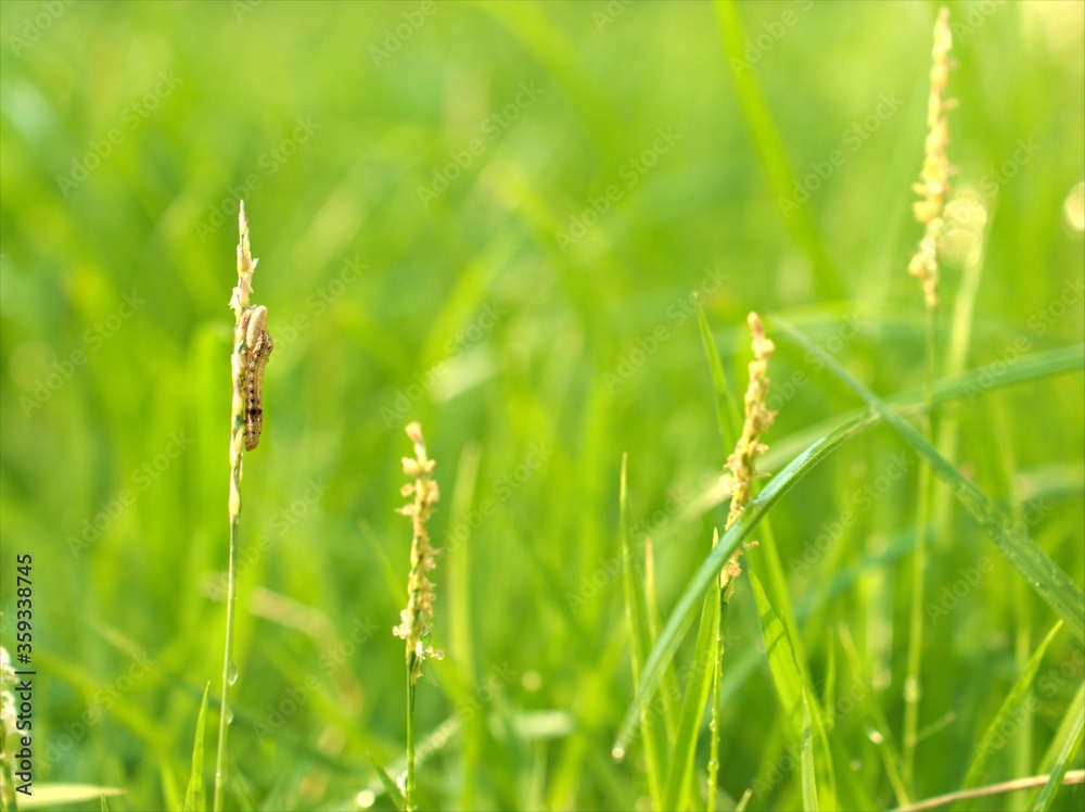 Closeup Fresh green grass with blurred background ,nature leaves background ,macro image ,grass field for card design Closeup Fresh green grass with blurred background ,nature leaves background ,macro image ,grass field for card design