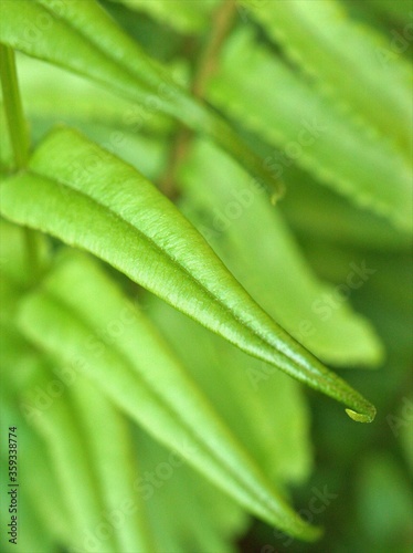 Closeup green leaf of fern plant in garden with blurred, macro image and blur and bright background, soft focus, sweet color, nature leaves for card design