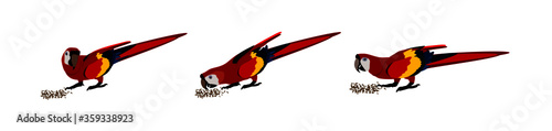 set of large red macaws eating seeds, three different positions, preservation of threatened species, vector illustration