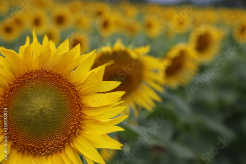 sunflower field in summer