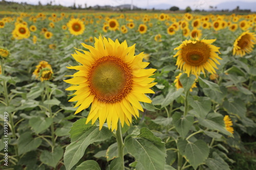 field of sunflowers