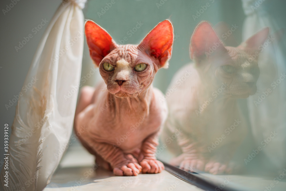 Sphynx hairless cat is serious
