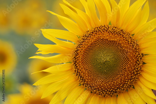 sunflower close up - Inside the flower