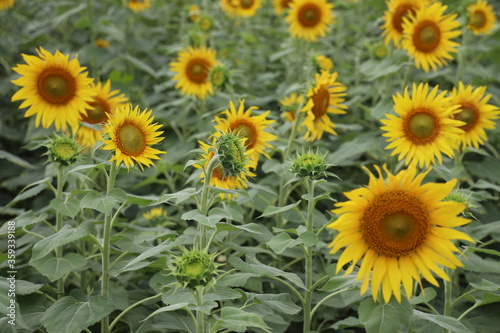 sunflowers in the field