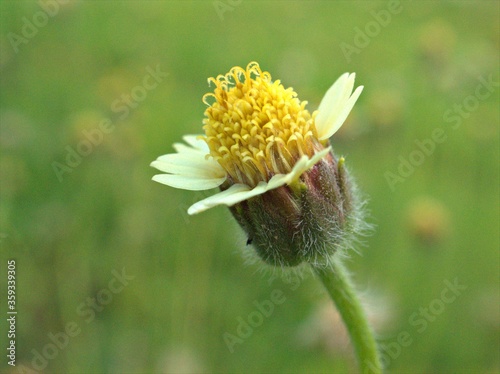 Closeup yellow ,white Tridex procumbens (daisy) flowers plants in garden with green bright blurred background .macro image, soft focus ,wild flowering plants, sweet color for card design photo