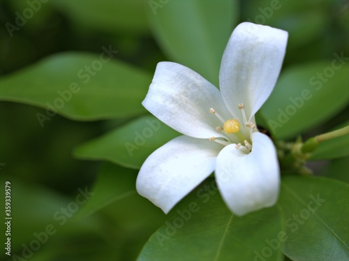 Closeup petals of white jasmine  jasminum murraya  flowers plants in garden with green blurred background  macro image soft focus for card design