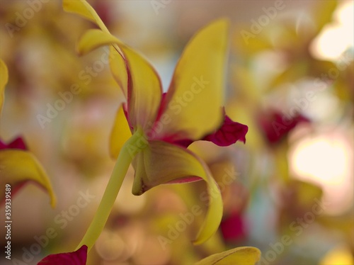 Closeup petals orchid Dendrobium yellow red stripe-without flowers in garden ,macro image ,sweet color for card design ,soft focus, blurred background
