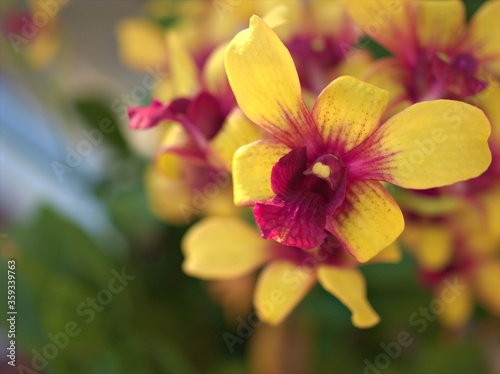 Closeup petals orchid Dendrobium yellow red stripe-without flowers in garden  macro image  sweet color for card design  soft focus  blurred background