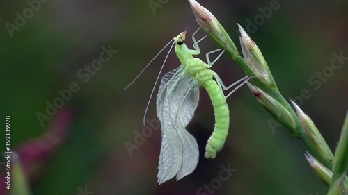 Florfliege (Chrysopa oculata) pumpt ihre Flügel nach dem Schlupf auf photo