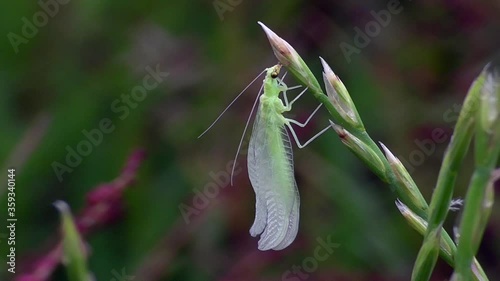 Florfliege (Chrysopa oculata) pumpt ihre Flügel nach dem Schlupf auf photo