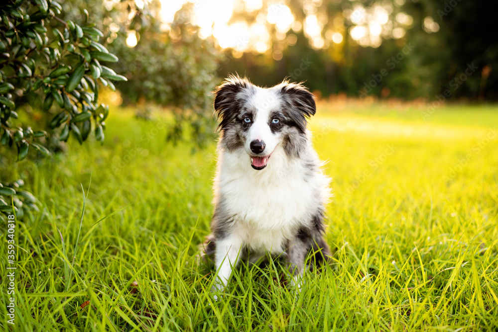 Fototapeta premium Australian Shepherd. Mini grey and white Aussie with blue eyes