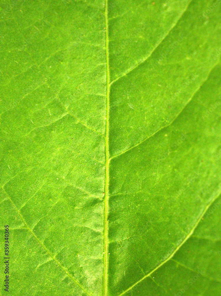Closeup green leaf of plant in garden with blurred background, macro image and blur and bright background, soft focus, sweet color, nature leaves for card design Closeup green leaf of plant in garden with blurred background, macro image and blur and bright background, soft focus, sweet color, nature leaves for card design