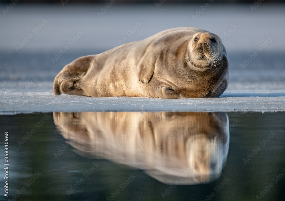 Seal resting on an ice floe in sunset light. The bearded seal, also called the square flipper seal. Scientific name: Erignathus barbatus. White sea, Russia