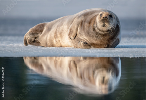 Seal resting on an ice floe in sunset light. The bearded seal, also called the square flipper seal. Scientific name: Erignathus barbatus. White sea, Russia