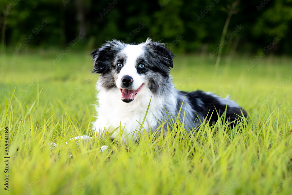 Australian Shepherd. Mini grey and white Aussie with blue eyes Australian Shepherd. Mini grey and white Aussie with blue eyes