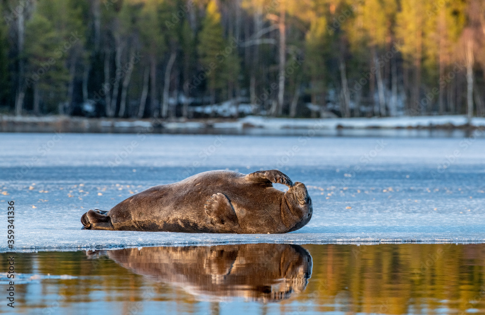 Seal resting on an ice floe in sunset light. The bearded seal, also called the square flipper seal. Scientific name: Erignathus barbatus. White sea, Russia Seal resting on an ice floe in sunset light. The bearded seal, also called the square flipper seal. Scientific name: Erignathus barbatus. White sea, Russia