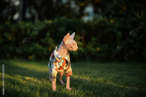 Sphinx hairless cat wear a summer coat stands in green grass, side face shooting, sunset time