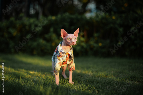 Fototapeta Naklejka Na Ścianę i Meble -  Sphinx hairless cat in dress stand in grass, open big green eyes, surprised face
