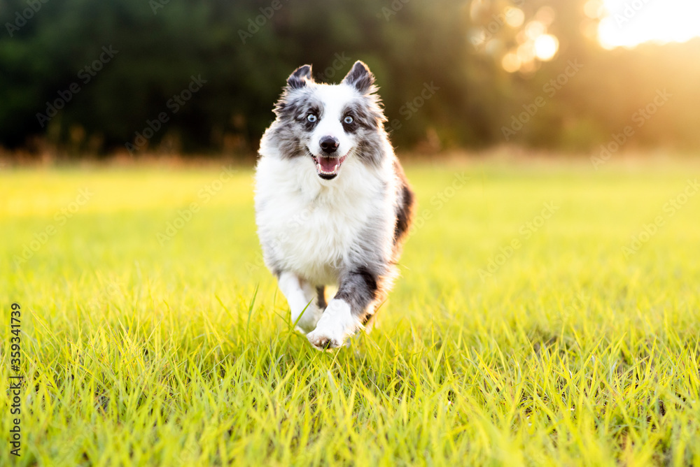 Australian Shepherd. Mini grey and white Aussie with blue eyes