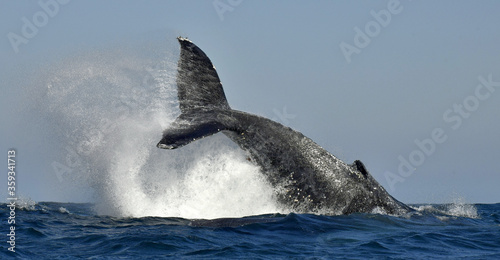 A Humpback whale raises its powerful tail over the water of the Ocean.. The whale is spraying water. Scientific name: Megaptera novaeangliae. South Africa.
