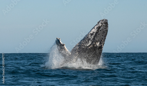 Humpback whale breaching. Humpback whale jumping out of the water. South Africa.