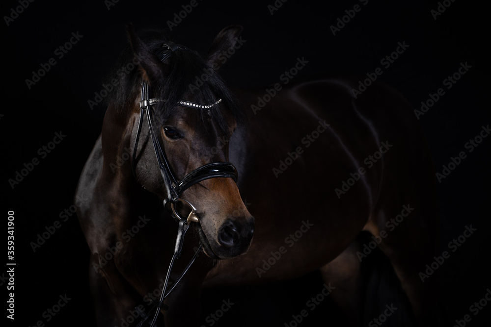Fototapeta premium Horse black portraits in the studio low key, horse bows his head and puts his ears on..