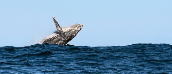 Humpback whale breaching. Humpback whale jumping out of the water. South Africa.