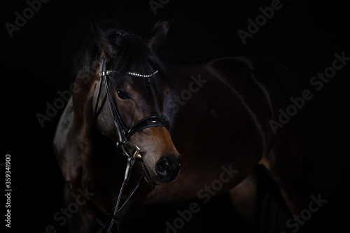 Horse black portraits in the studio low key, horse bows his head and puts his ears on..