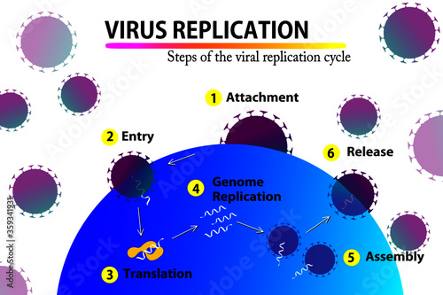 scientific infographic illustrating all stages of the replication cycle of virus genetic material within a human cell, attachment, entry, decoding, multiplication, assembly and release