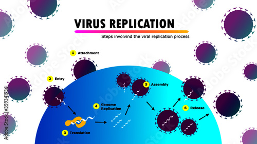 scientific infographic illustrating all stages of the replication cycle of virus genetic material within a human cell, attachment, entry, decoding, multiplication, assembly and release
