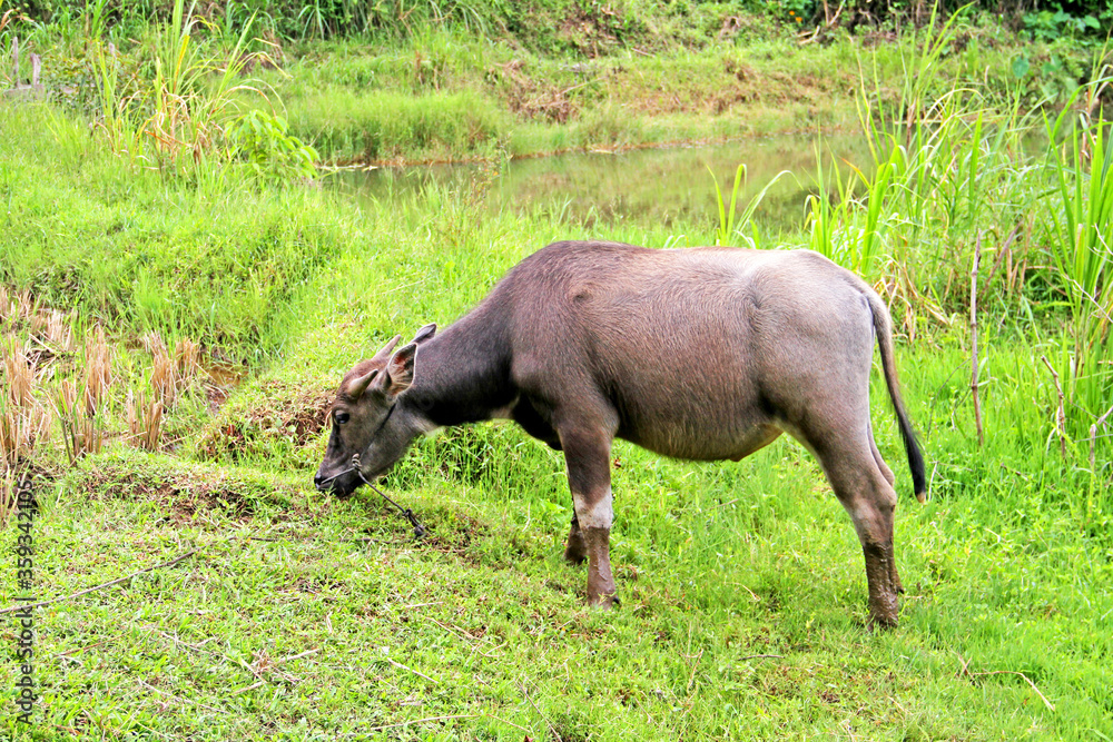 Water buffalo in a field near the town of Bukittinggi in West Sumatra, Indonesia. Water buffalo in a field near the town of Bukittinggi in West Sumatra, Indonesia.