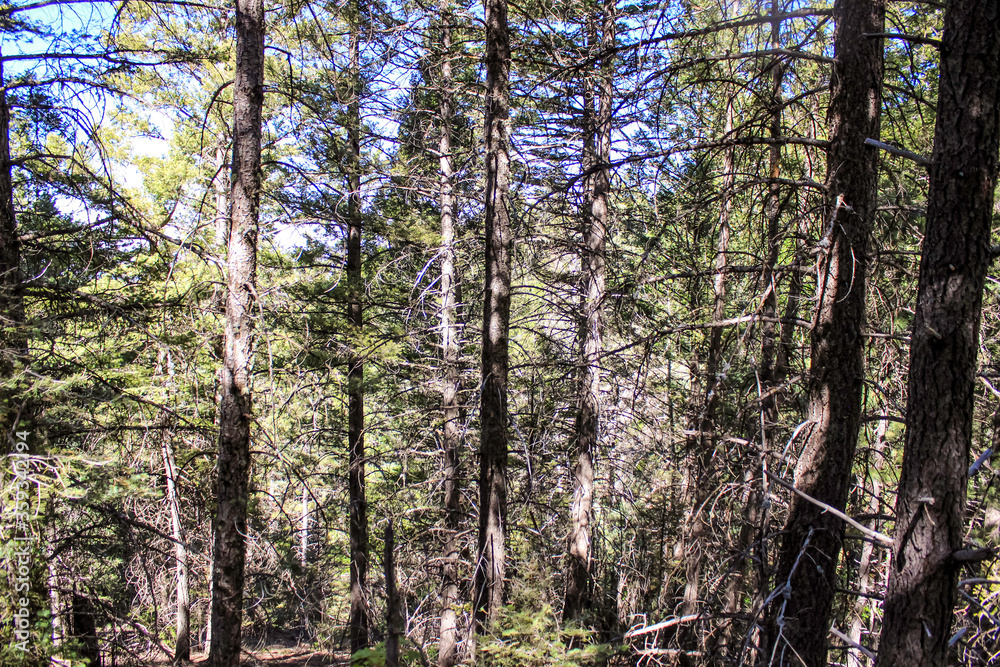 Fototapeta premium Nothing but Trees