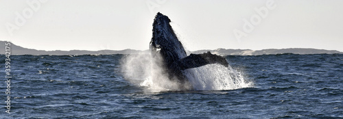 Photography Humpback whale breaching