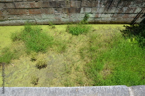old canal with stone wall and green algae