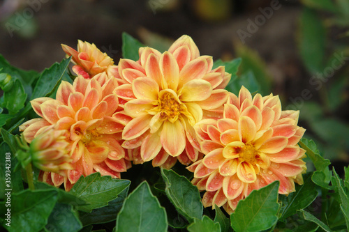 A close up of beautiful orange-yellow dahlia flowers of the 'Dahlietta Surprise Coby' variety. Peachy colored dahlias in the garden after the rain