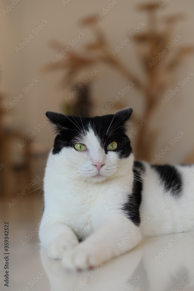Close up of a fat black and white mixed home cat with serious face.