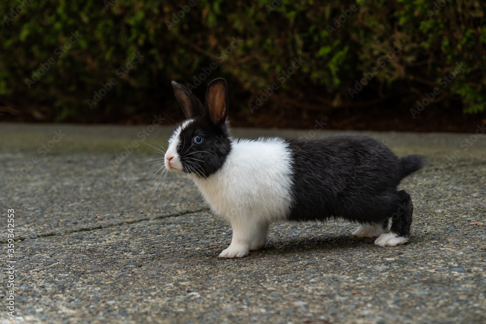 portrait of a cute rabbit with white fur chest up and black fur chest down standing on the paved path near the bushes portrait of a cute rabbit with white fur chest up and black fur chest down standing on the paved path near the bushes