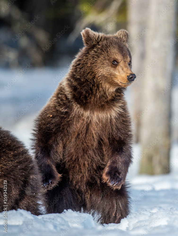 Obraz premium Brown bear cub standing on hind legs on the snow in winter forest. Ursus arctos, Wild nature, Natural habitat
