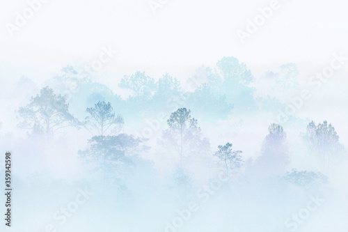 snow winter forest. silhouette forest covered in fog during winter morning. misty mountain. great outdoor location in Thailand.