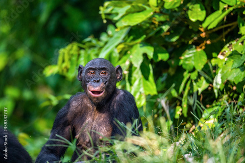 Portrait of Bonobo with open mouth. Scientific name: Pan paniscus. Democratic Republic of Congo. Africa.